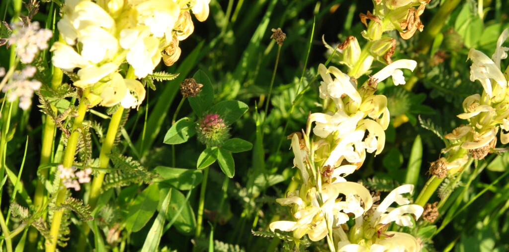 Pedicularis condensata (Kırk bitotu)