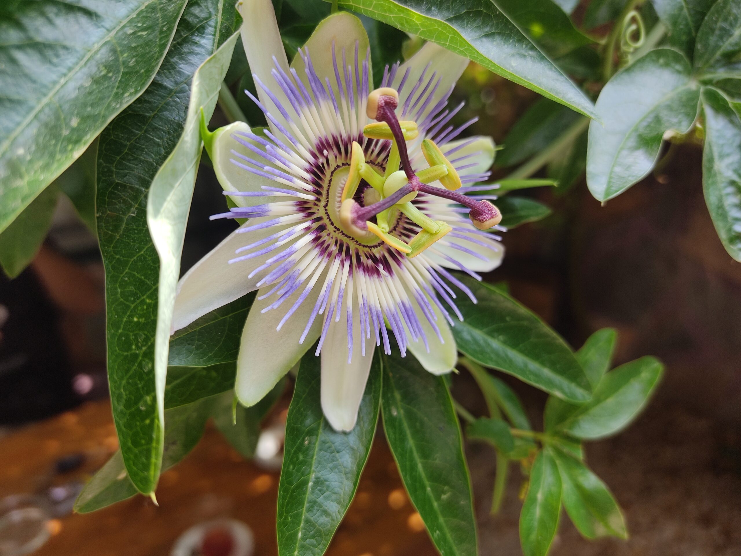 Passiflora (Çarkıfelek)