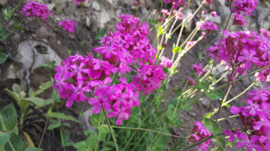 Artvin’in Zarif Pembesi: Nakıl Otu (Silene armeria)