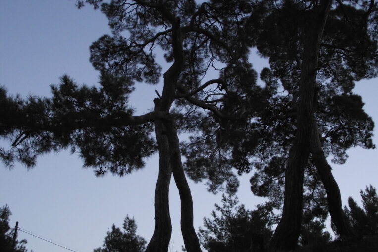 Pinus brutia (Kızılçam): Akdeniz’in Dayanıklı Simgesi